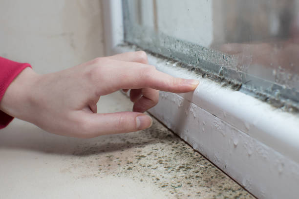 Best Basement Mold Removal  in Grants Pass, OR